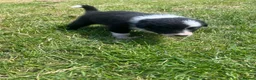 Border Collie dogs for sale: 5 Border Collie Puppies in Malton - Advert 5