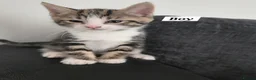 Mixed Breed cats for sale: Mixed Bread Kittens  - Advert 11