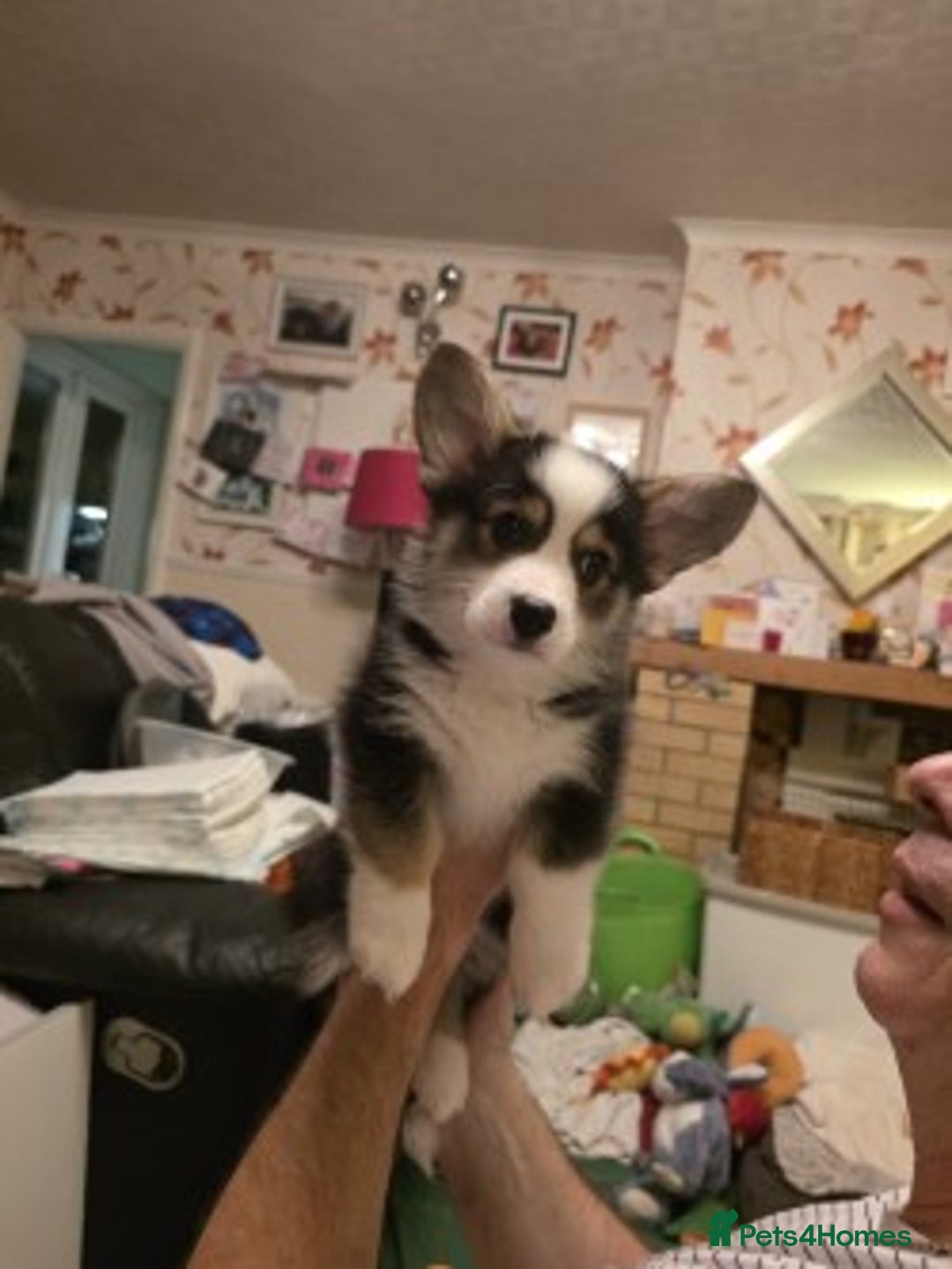 Welsh Corgi Pembroke dogs for sale: Last Welsh Corgi Boy available from 17th Jan 2026 - Advert 6