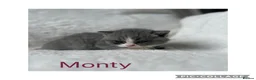 British Shorthair cats for sale: Stunning Blue British Shorthair Kittens  - Advert 13