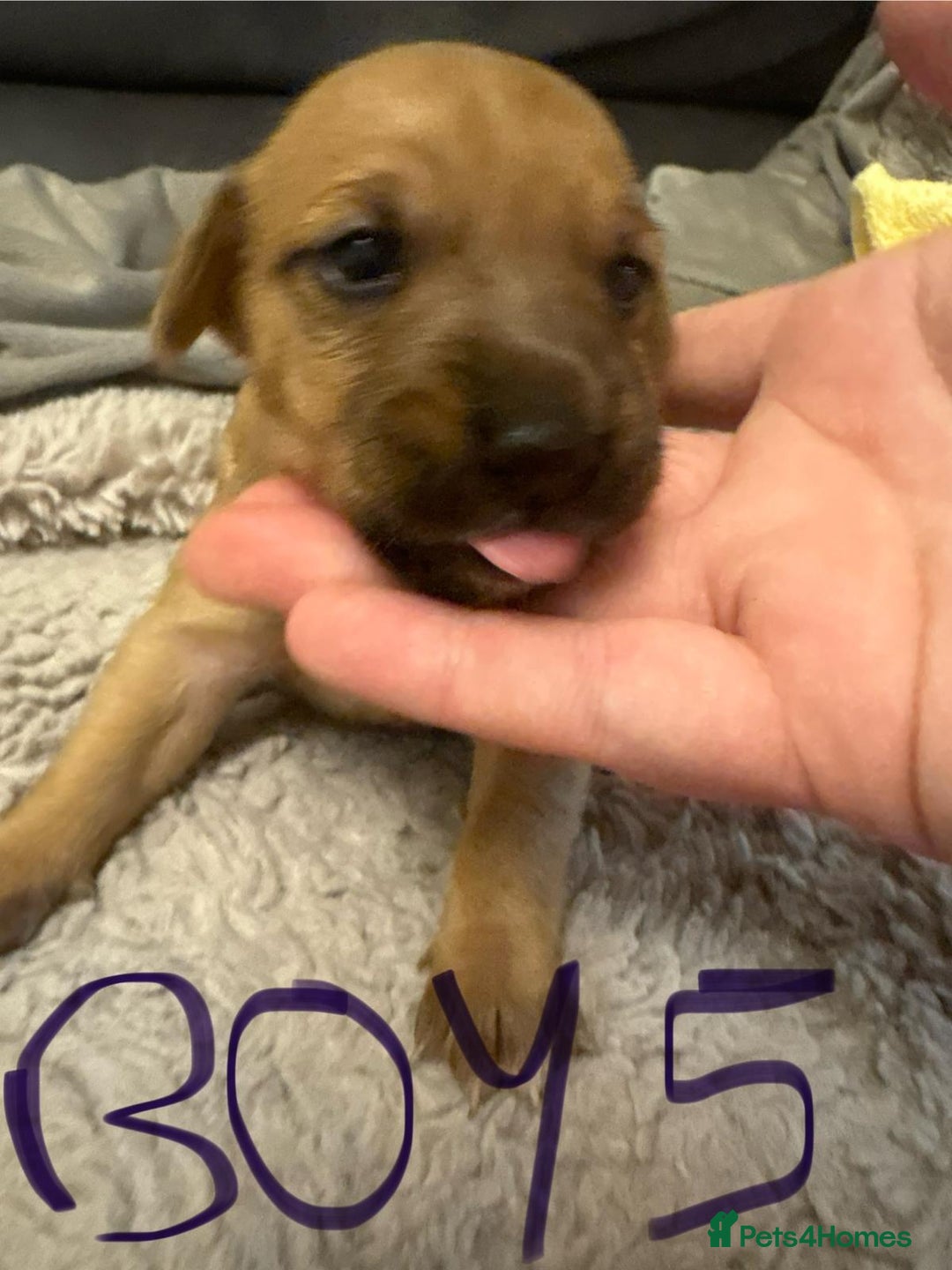 Jack Russell dogs for sale: 8 beautiful Jack Russell puppies 5 boys 3 girls - Image 10