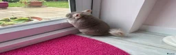 Chinchilla rodents for sale: Pair of chinchillas - Advert 8