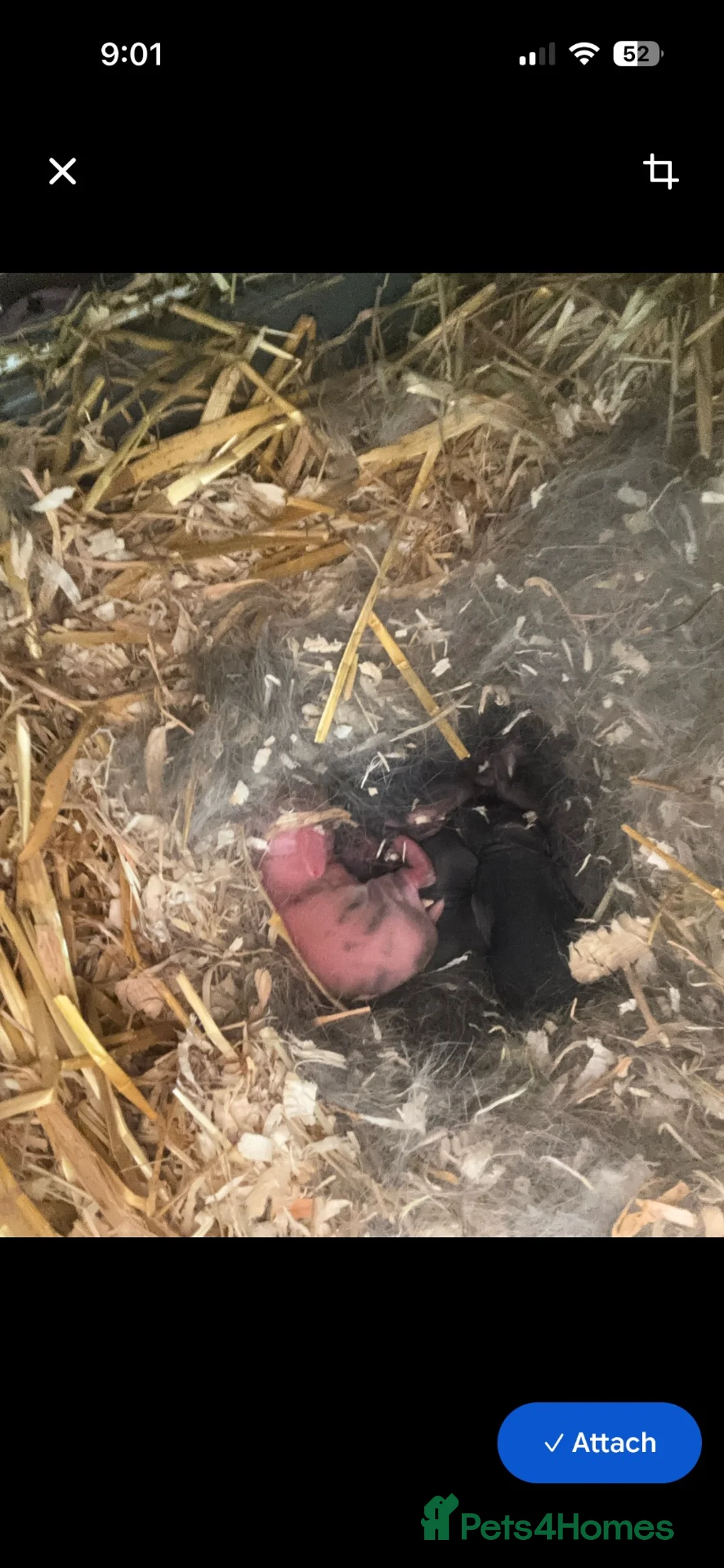 Mini Lop rabbits for sale: Baby rabbits  in York - Advert 1