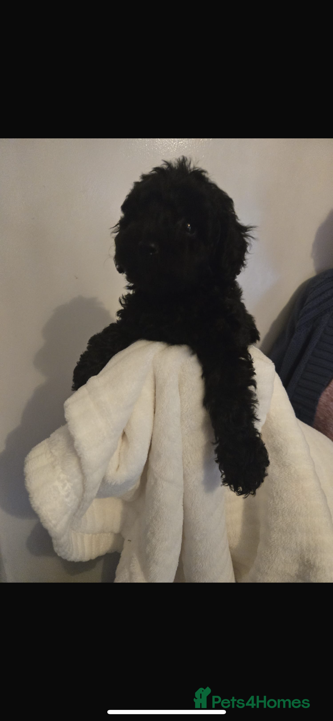 Toy Poodle dogs for sale: Stunning black toy poodle girl  - Advert 4