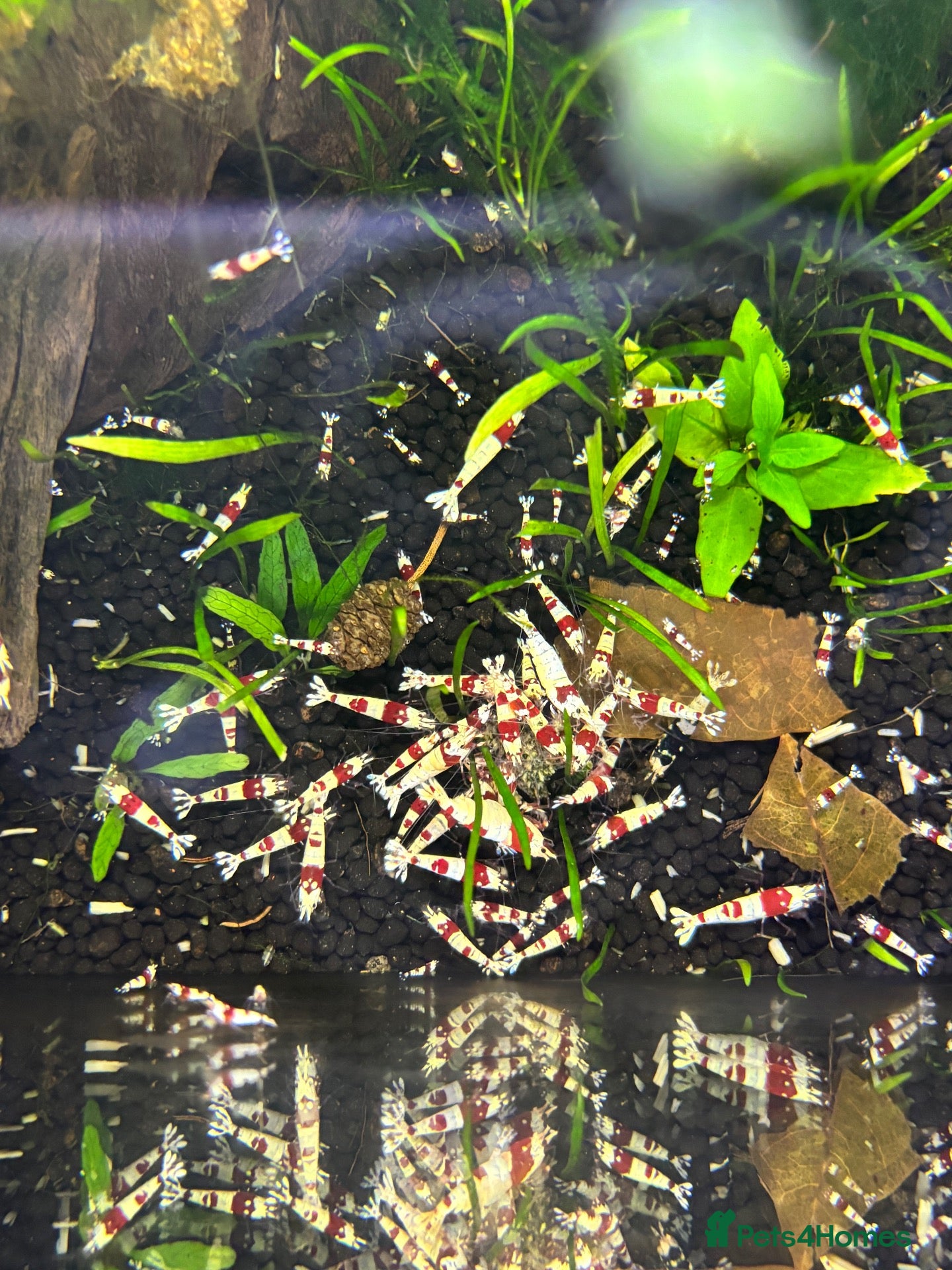Shrimps fish Crystal red shrimp  - Advert 1
