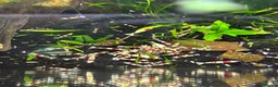 Shrimps fish for sale: Crystal red shrimp  in Ulverston - Advert 1