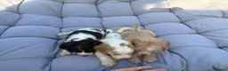 Mixed Breed dogs for sale: Cockatzu in Rowley Regis - Advert 18