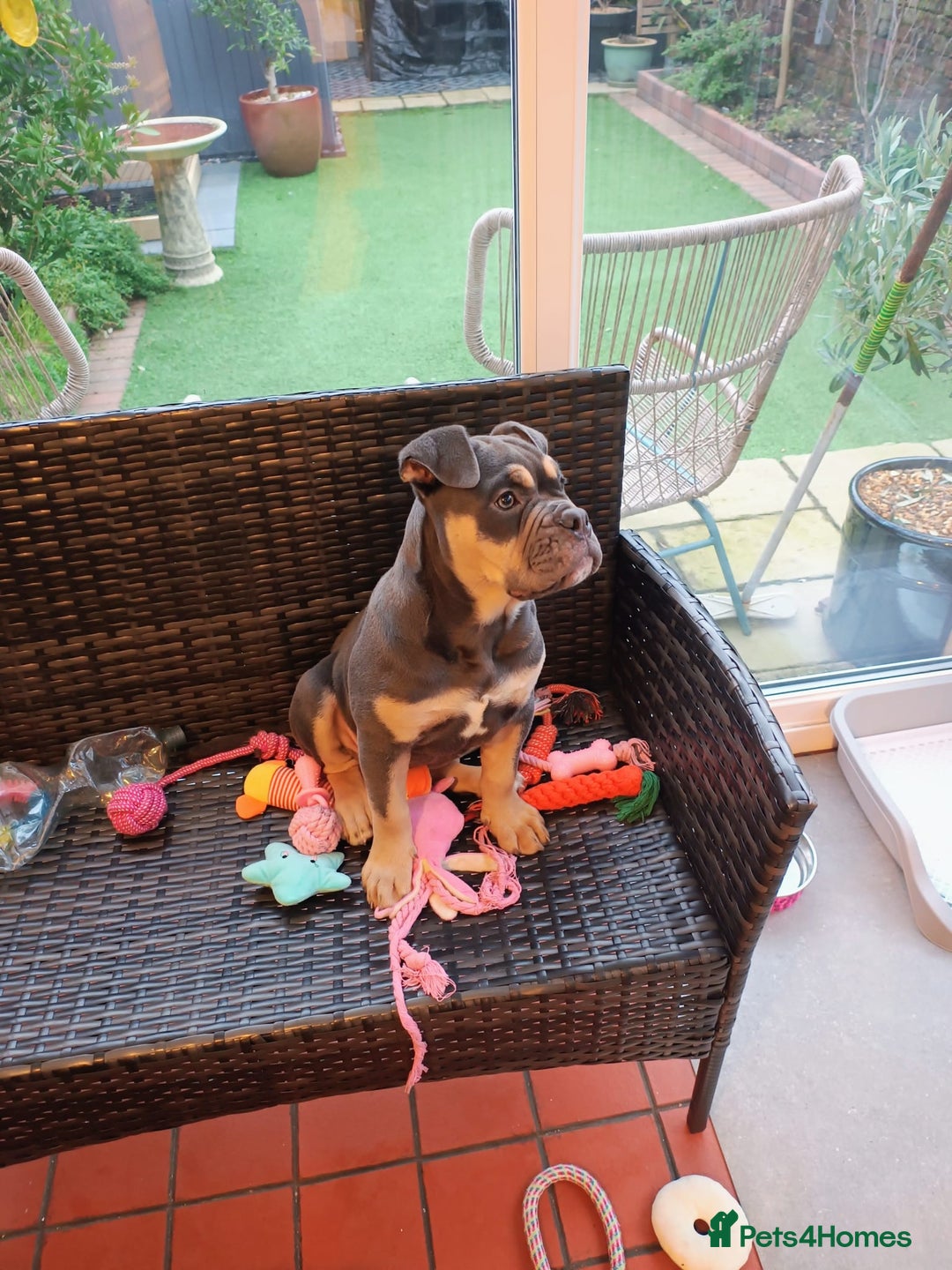 Olde English Bulldogge dogs for sale: Last female olde enlgish bulldogge  - Advert 3