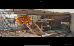 Cockatiels birds for sale: Sweet 10 year old cockatiel rehoming. - Advert 3