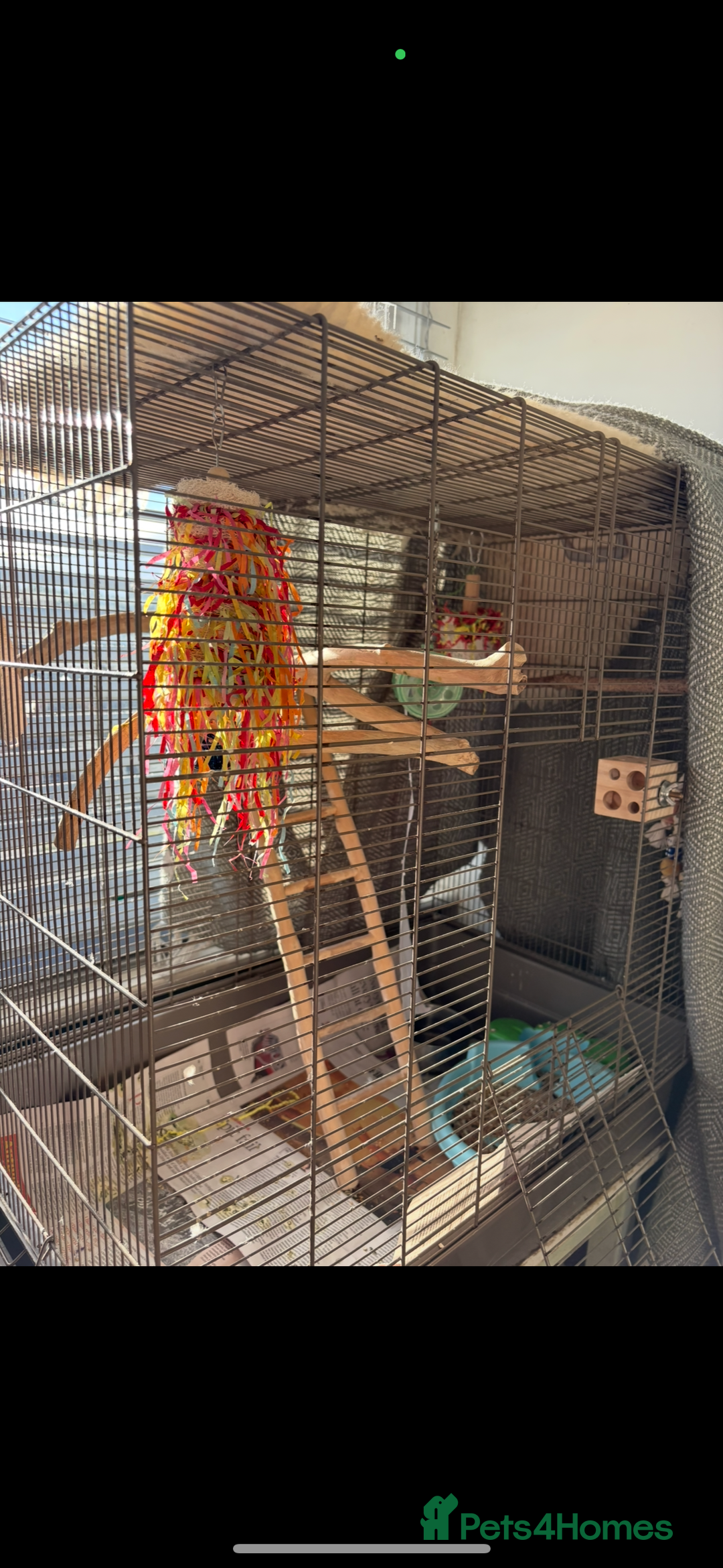 Cockatiels birds for sale: Sweet 10 year old cockatiel rehoming. - Advert 3