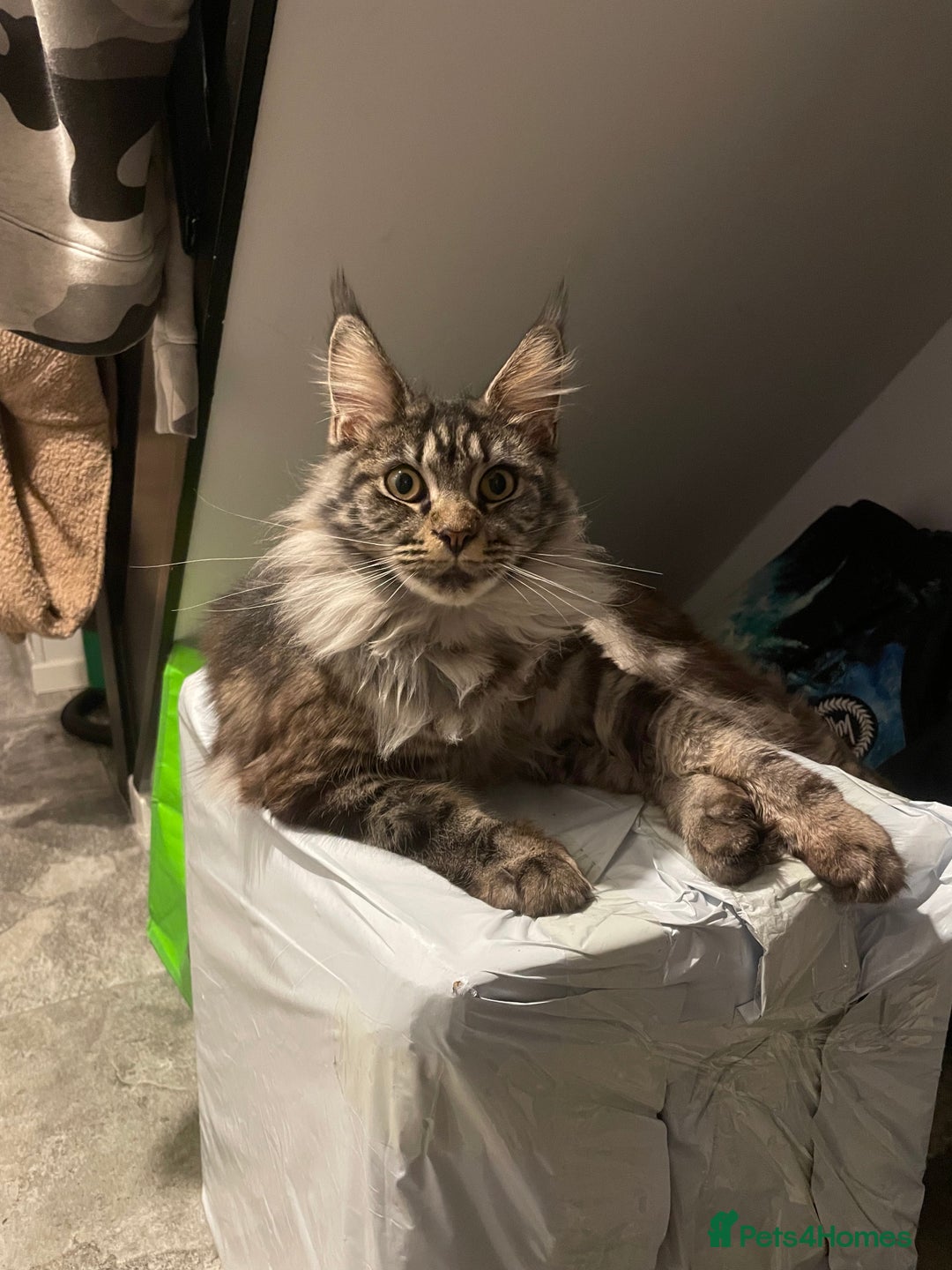 Maine Coon cats for sale: Beutiful Female Maine Cone 10 months old for sale  - Advert 2