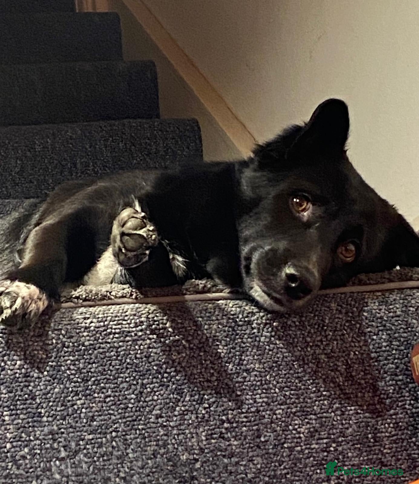 Mixed Breed dogs Dora  - Advert 1