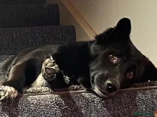 Mixed Breed dogs Dora - Advert 1