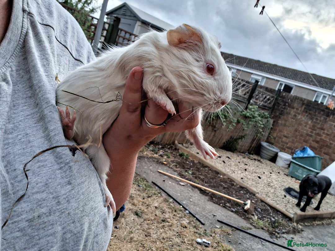 Mixed Breed rabbits for sale: Rabbits, guinea pigs and gerbil  - Image 8
