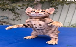 Keetso cats for sale: Rare curled eared rosetted keetso male  - Advert 34