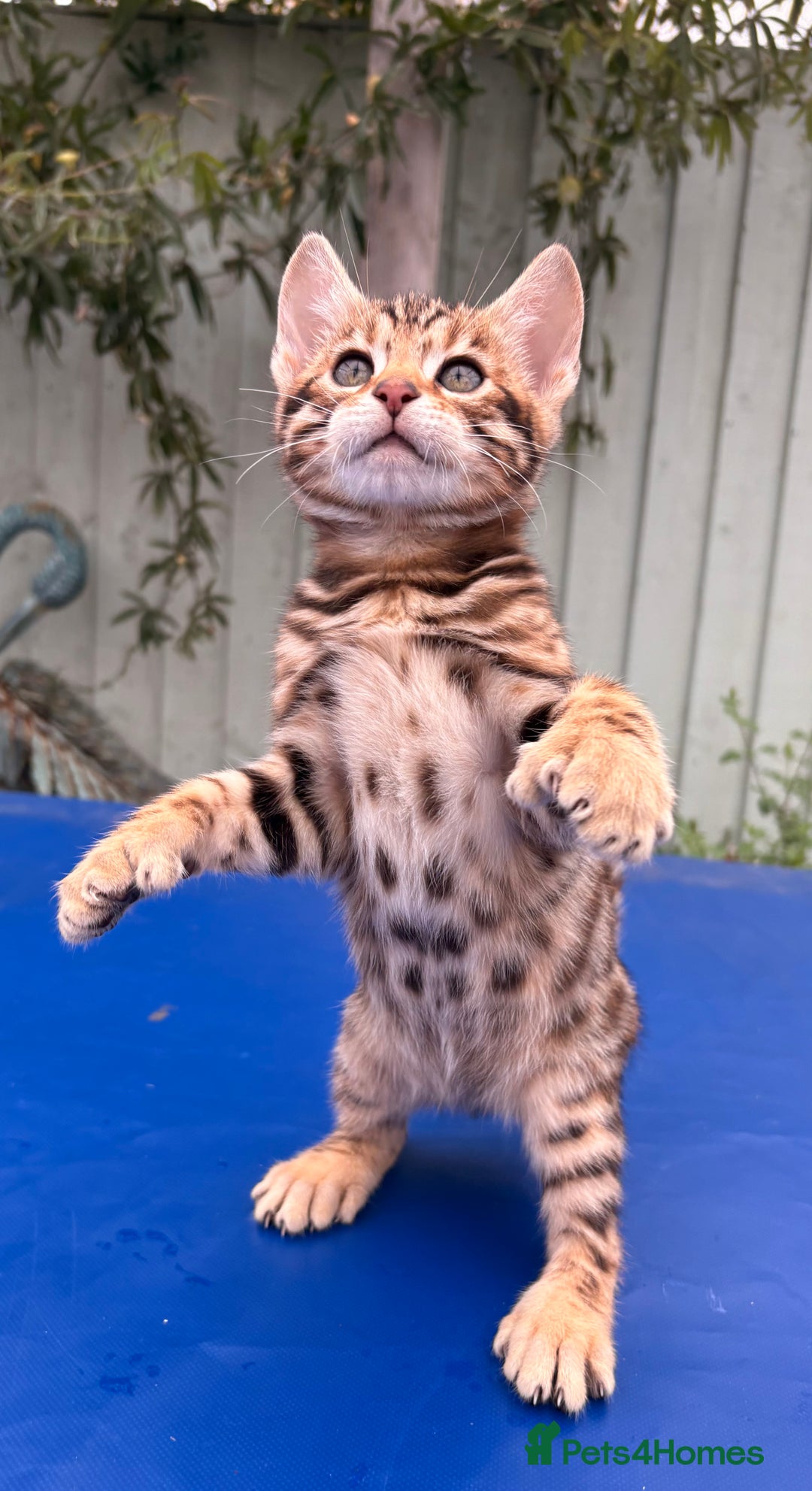 Keetso cats for sale: Rare curled eared rosetted keetso male  - Advert 34