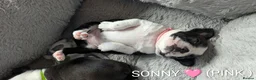 Boston Terrier dogs for sale: Beautiful Boston Terrier Puppies For Sale - Advert 11