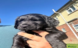 Cocker Spaniel dogs for sale: KC Registered Working Cocker Spaniel Puppies  in Shepton Mallet - Image 2