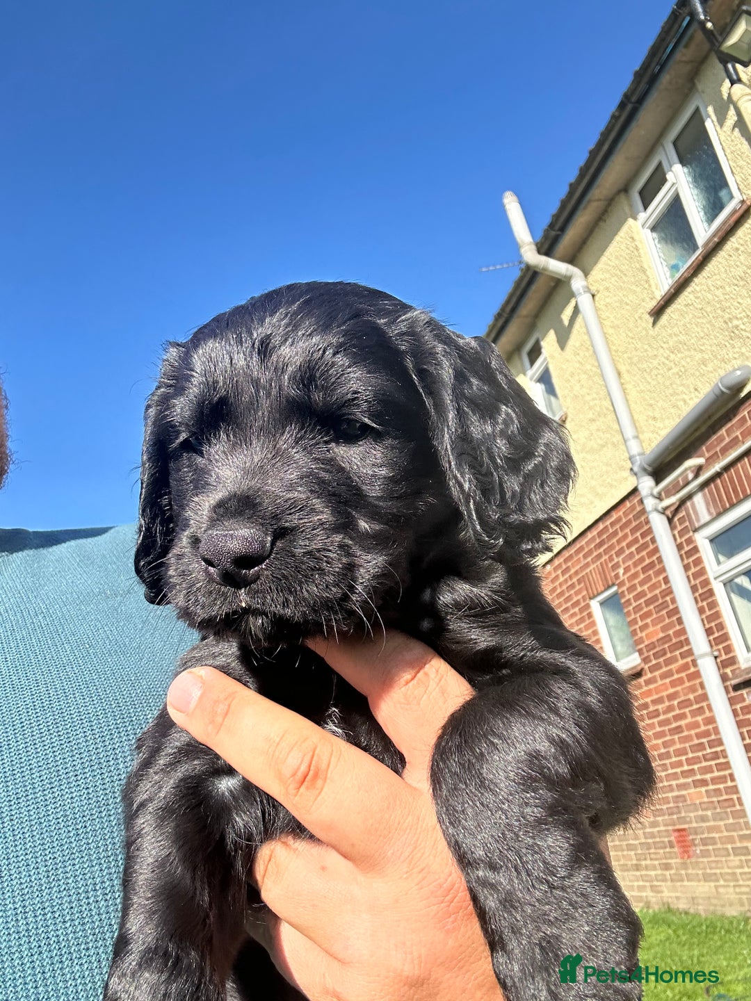 Cocker Spaniel dogs for sale: KC Registered Working Cocker Spaniel Puppies  in Shepton Mallet - Image 2
