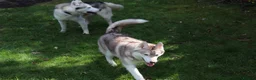 Siberian Husky dogs for sale: Jack and Spice  - Advert 3