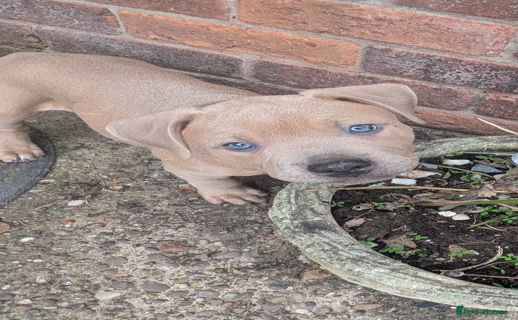 Mixed Breed dogs - Advert 6