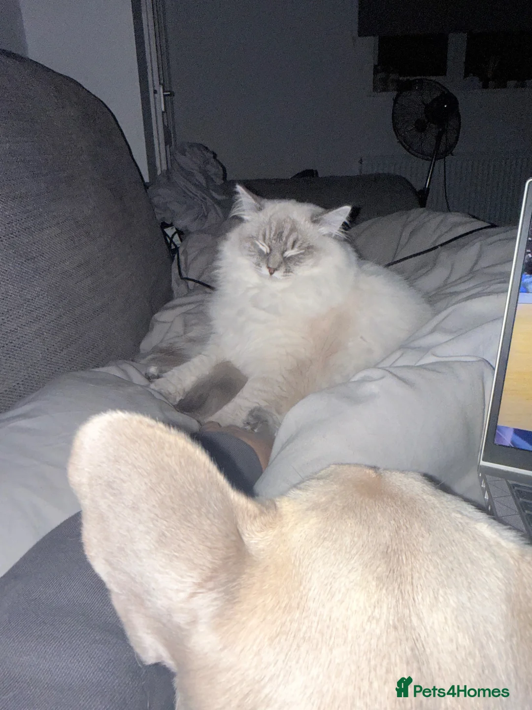 Ragdoll cats for sale: 🌸 GCCF Registered Ragdoll Kitten, Ready 🌸 - Advert 9