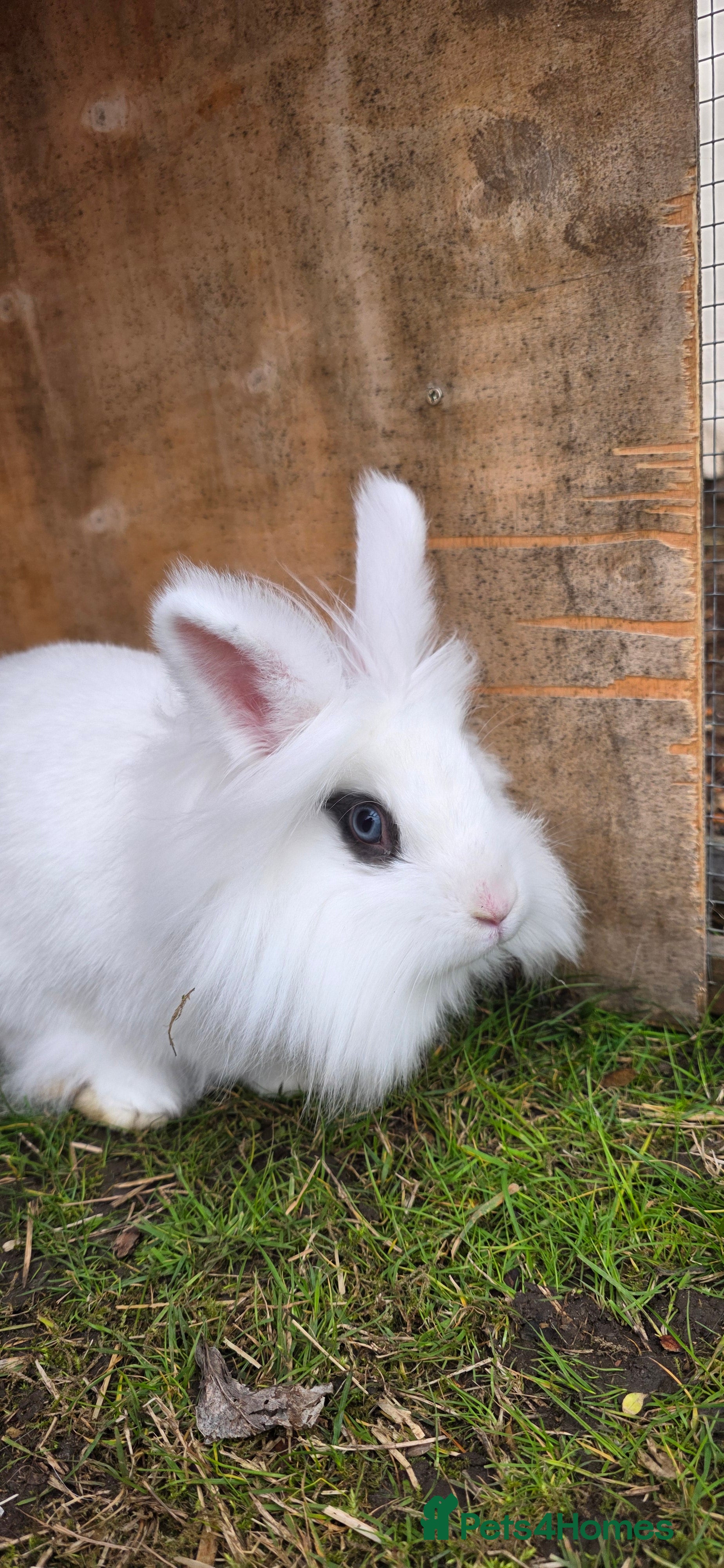 Lionhead rabbits 2 lovely lionhead rabbits for sale - Advert 1