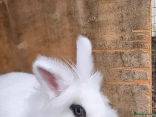 Lionhead rabbits 2 lovely lionhead rabbits for sale - Advert 1
