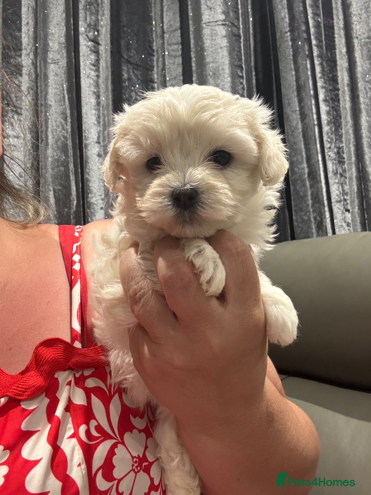 Maltipoo dogs F1 Maltipoo true miniature  - Advert 1