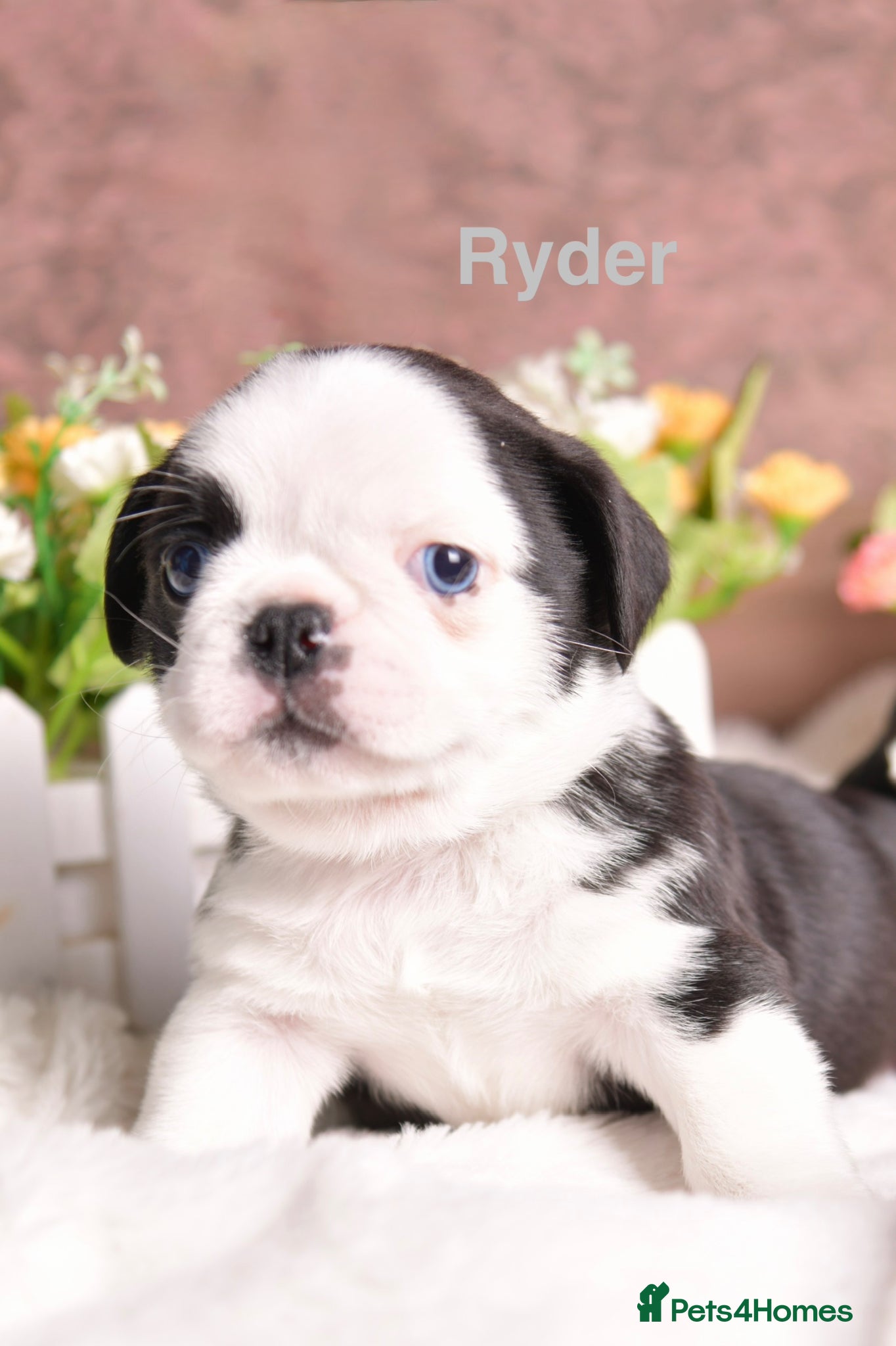 Pug dogs Kc registered Pugs - Advert 2
