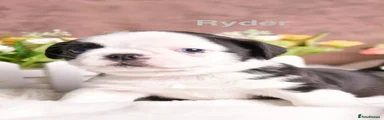 RYDER