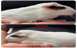 Guinea Pig rodents for sale: Baby guinea pigs UPDATED 27/6/25  - Image 1