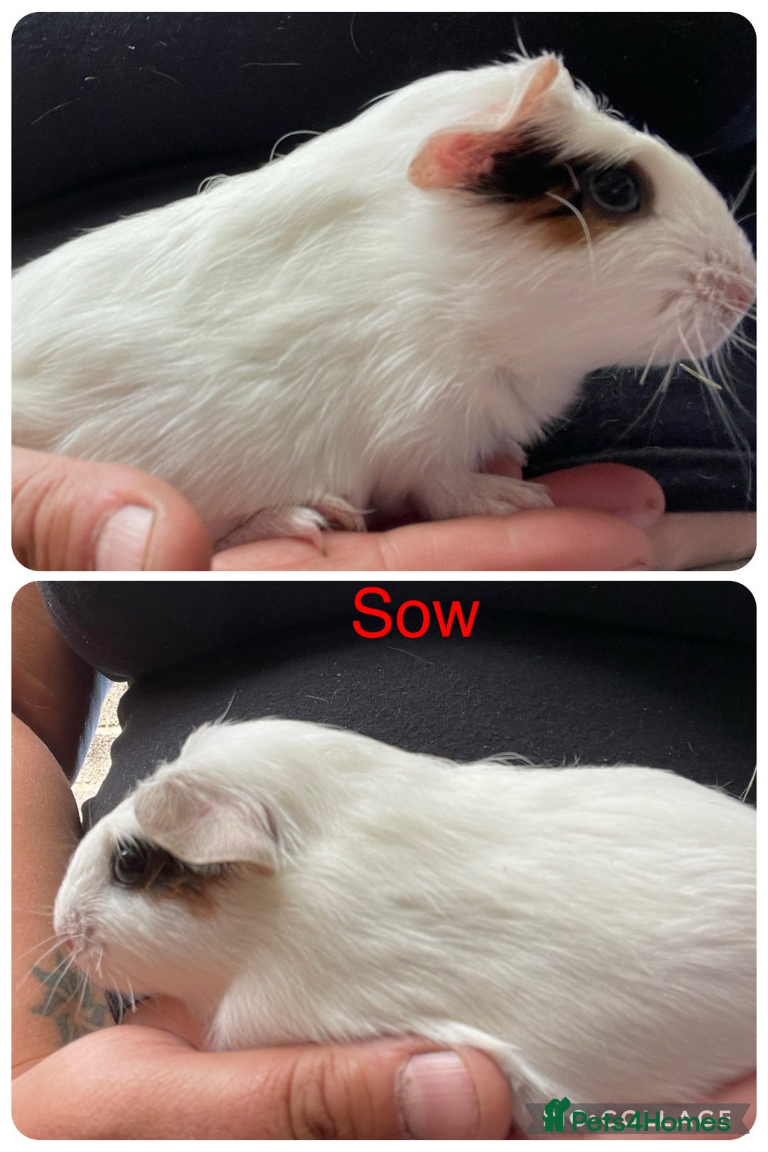 Guinea Pig rodents for sale: Baby guinea pigs UPDATED 27/6/25  - Image 1