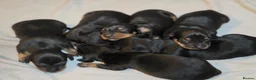 Mixed Breed dogs for sale: 6 beautful dachund puppies for sale in Basildon - Advert 6