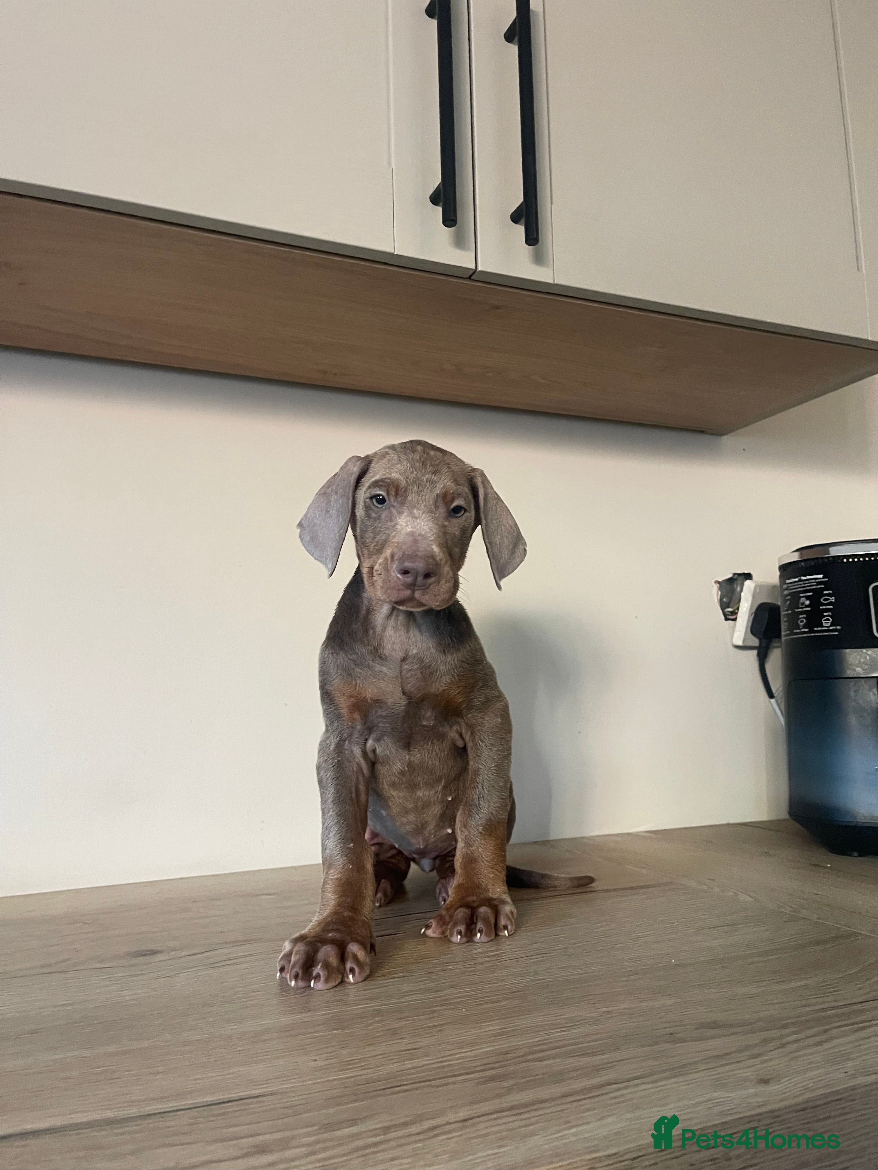 Dobermann dogs READY NOW STUNNING KC REGISTERED DOBERMAN PUPPIES - Advert 2