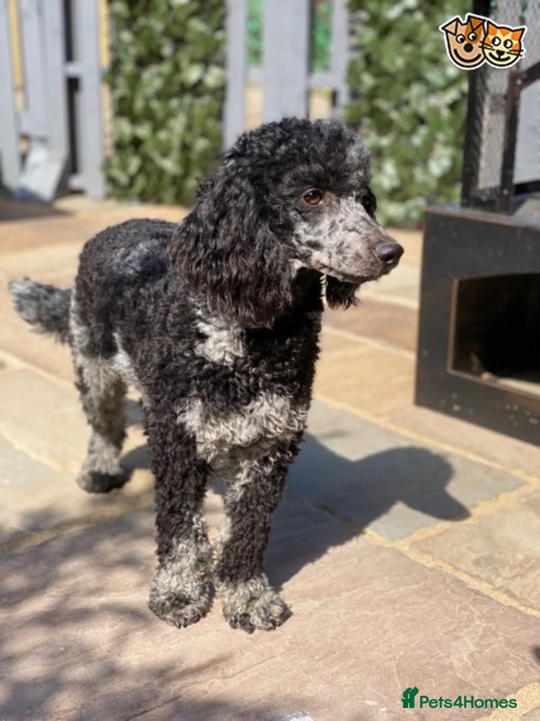 Cockapoo dogs for stud: HEALTH TESTED BLUE MERLE MIN POO CARRIES CHOCOLATE in Chippenham - Advert 2