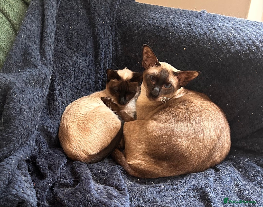 Siamese cats for sale: Siamese seal points  price is for both  - Advert 1