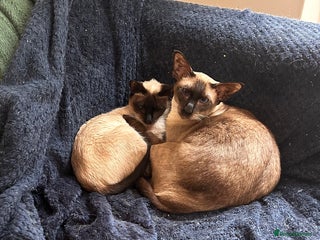 Siamese cats Siamese seal points - Advert 1