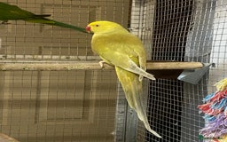 Parrots birds for sale: Stunning Birds/Parakeets/Parrots available  - Image 23
