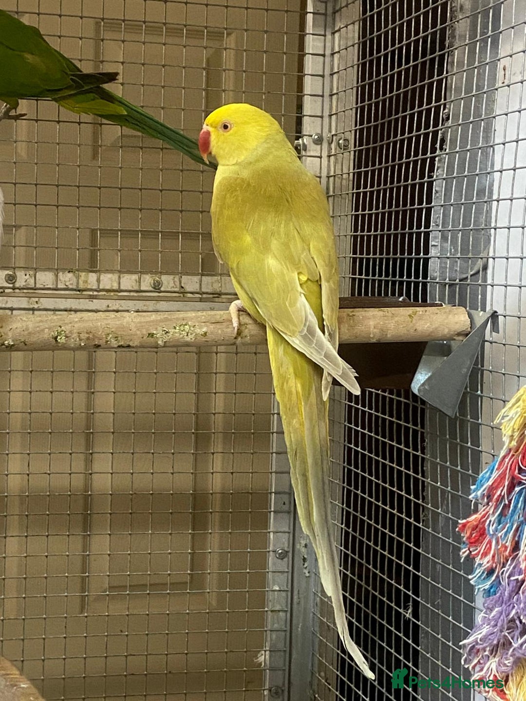 Parrots birds for sale: Stunning Birds/Parakeets/Parrots available  - Image 23