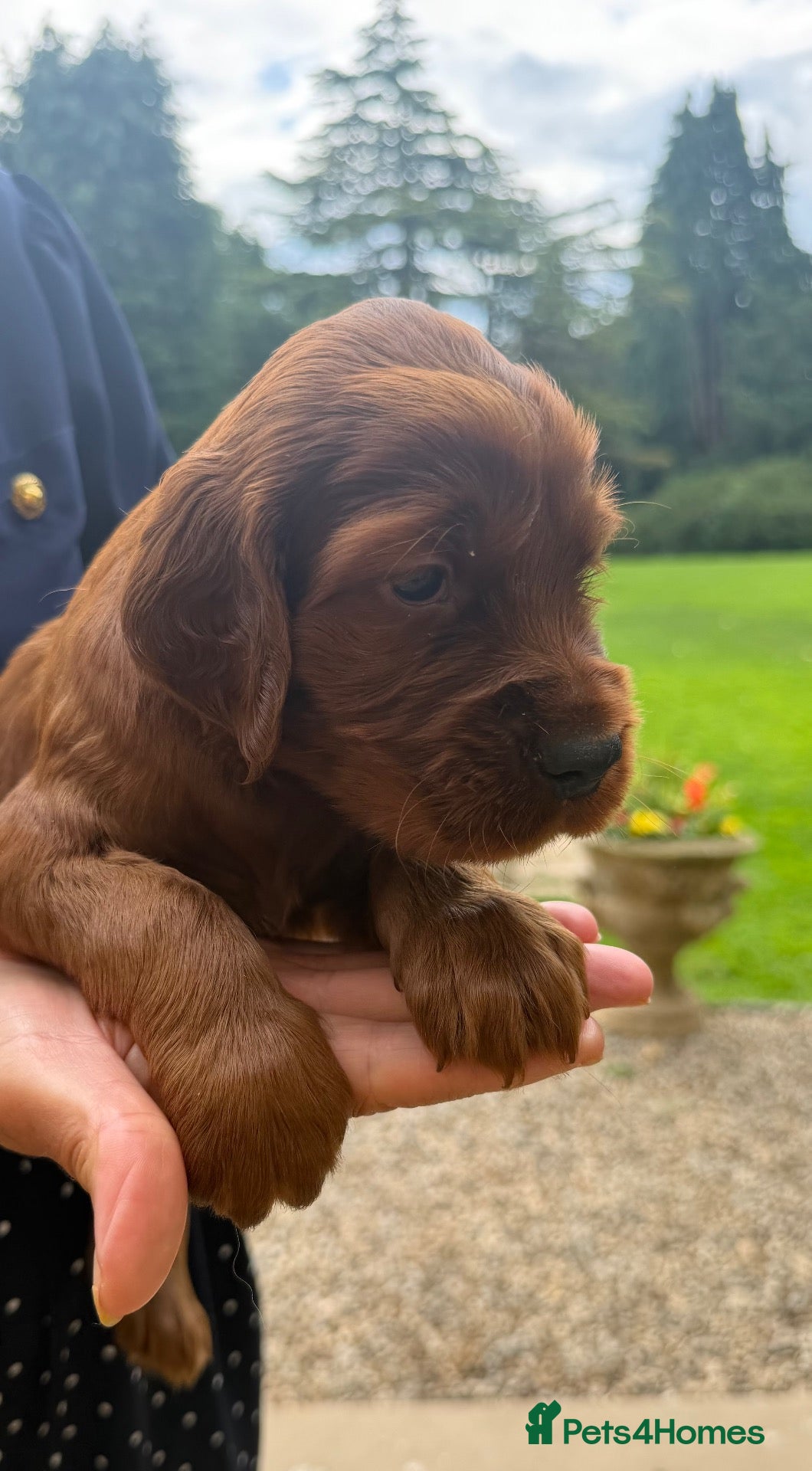 Irish Setter dogs Irish Setter puppies - Advert 6