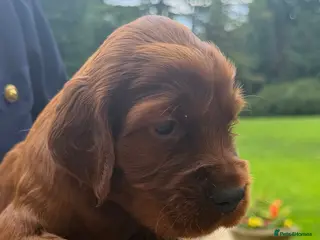 Irish Setter dogs Irish Setter puppies - Advert 6