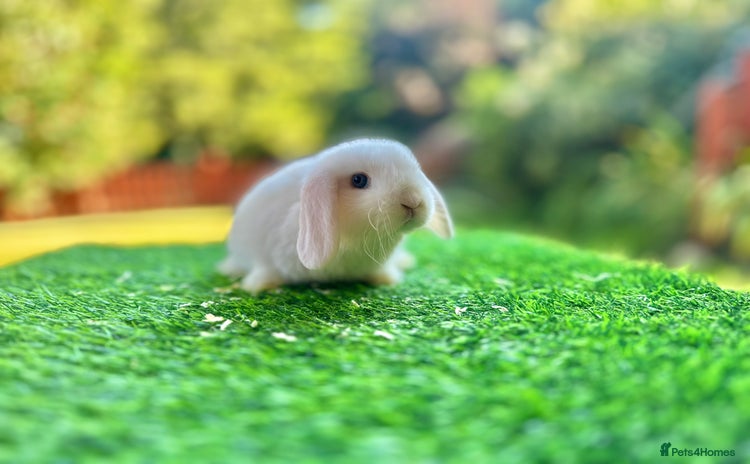 Mini Lop rabbits - Advert 4