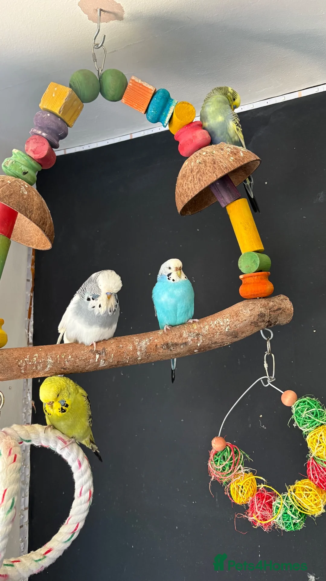 Budgerigars birds for sale: Budgies for sale £40 - Advert 7