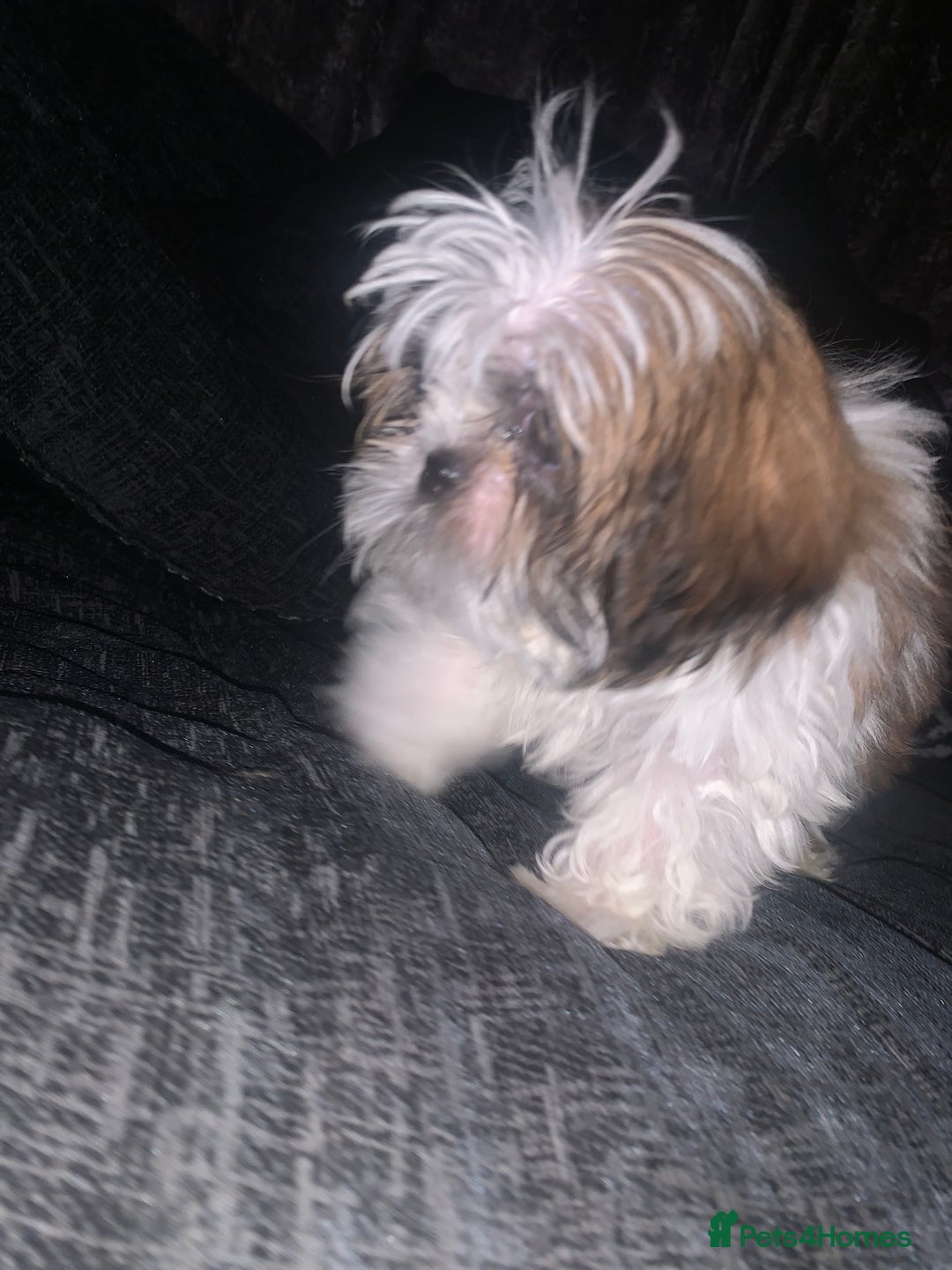 Shih Tzu dogs for sale: Shih Tzu puppies 1 BOY LEFT fully vaccinated  - Image 27