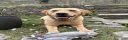Labrador Retriever dogs for sale: Kc reg health tested Labrador pups  in Bideford - Advert 20
