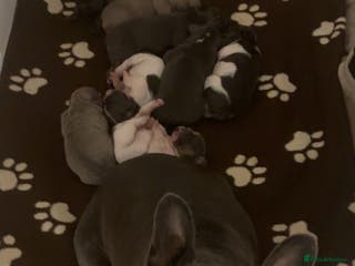 French Bulldog dogs French bulldog - Advert 6