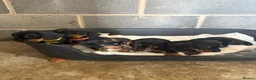 Dachshund dogs for sale: Traditional/dapple daschunds - Advert 17