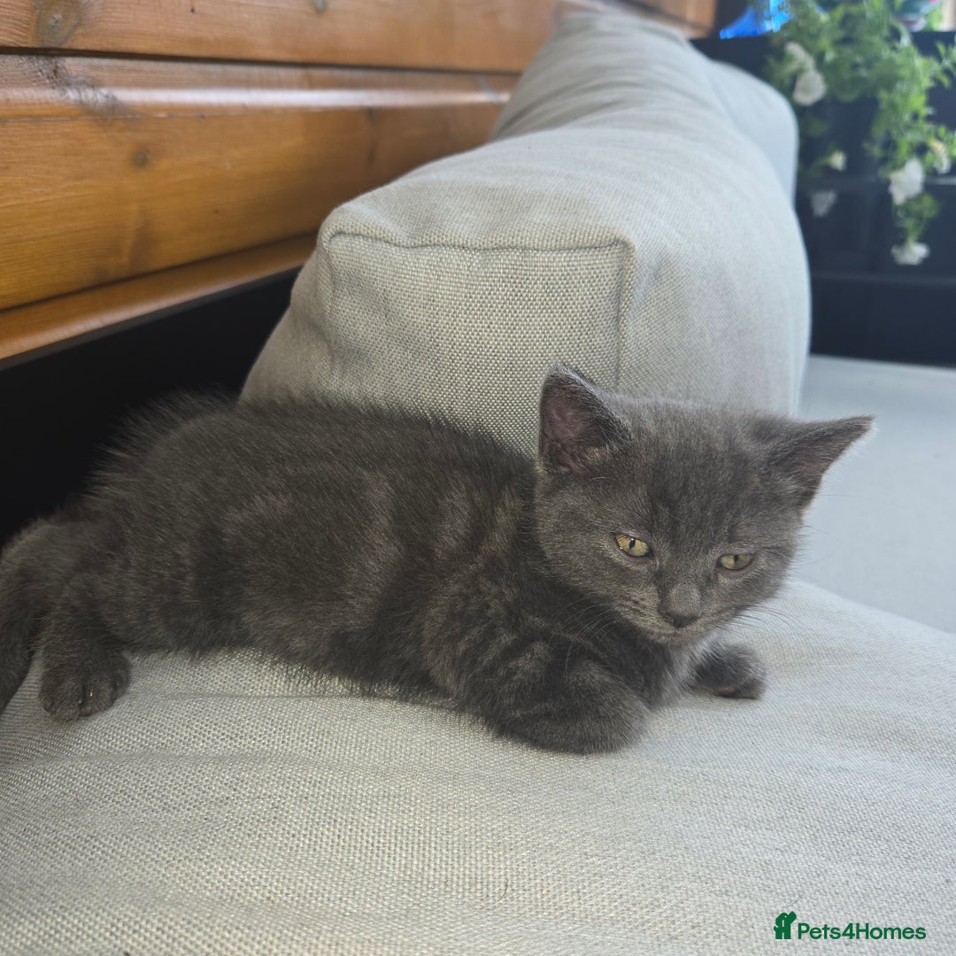 Mixed Breed cats for sale: Kittens  - Image 5