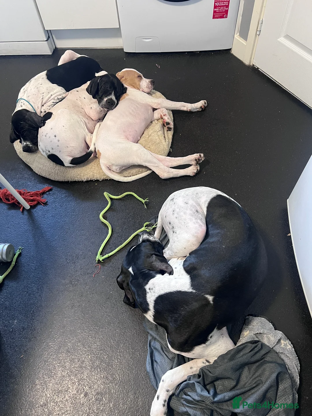 Pointer dogs for sale: Gorgeous Pedigree Pointer Pups - Advert 2